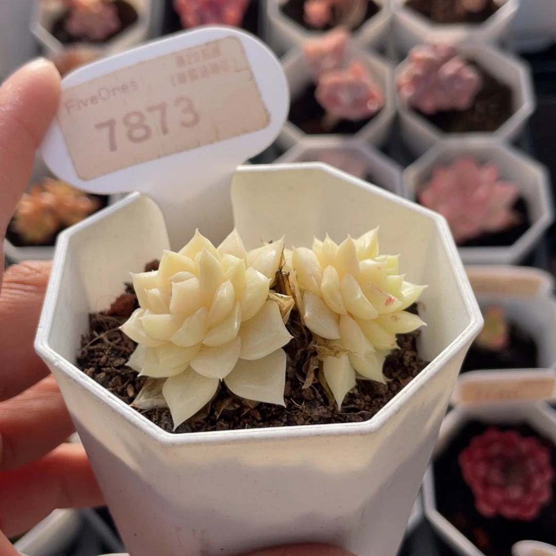 白天鹅7873-5.0厘米