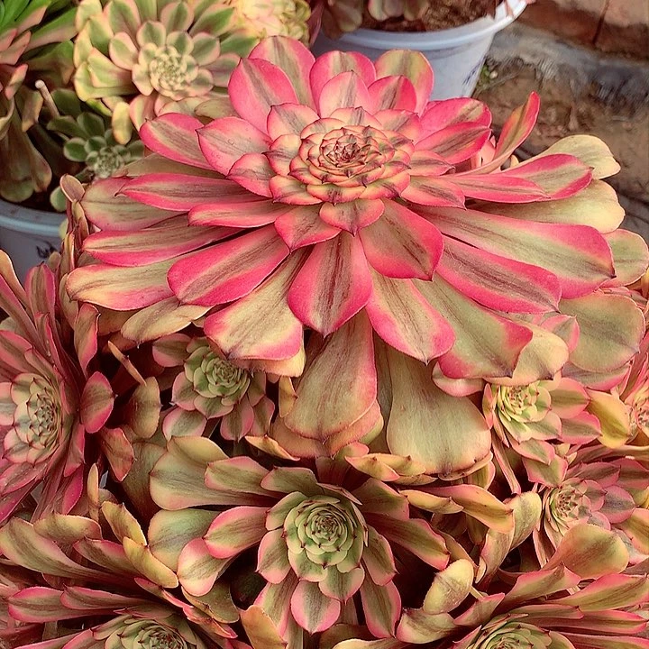 粉体美姬，多肉植物