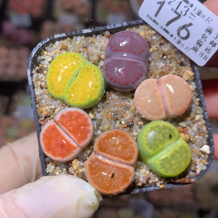 精品生石花213.176