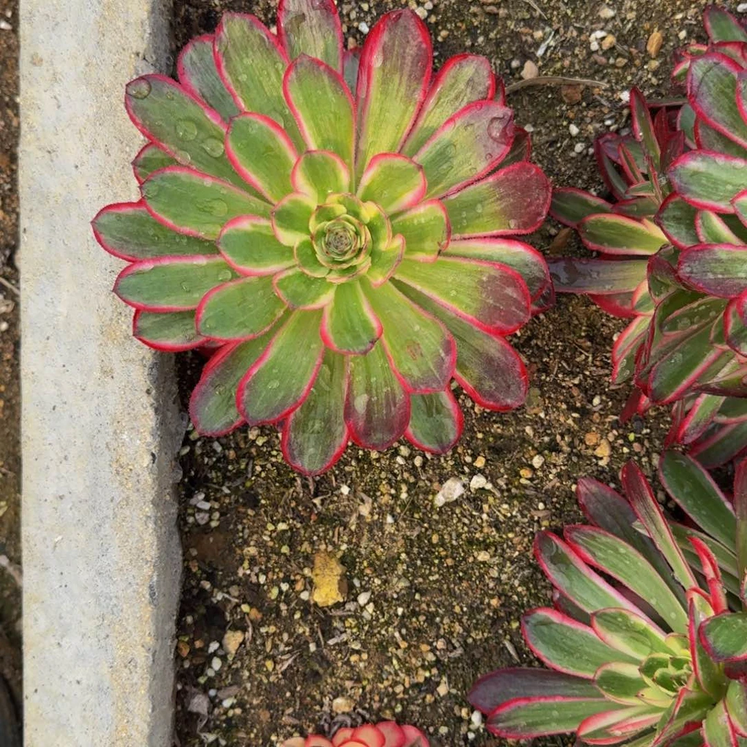 L***?瑶光寄养到秋