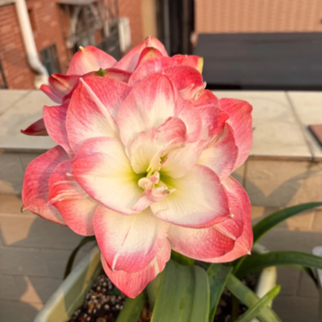 【波兰美人】朱顶红重瓣基地自然球