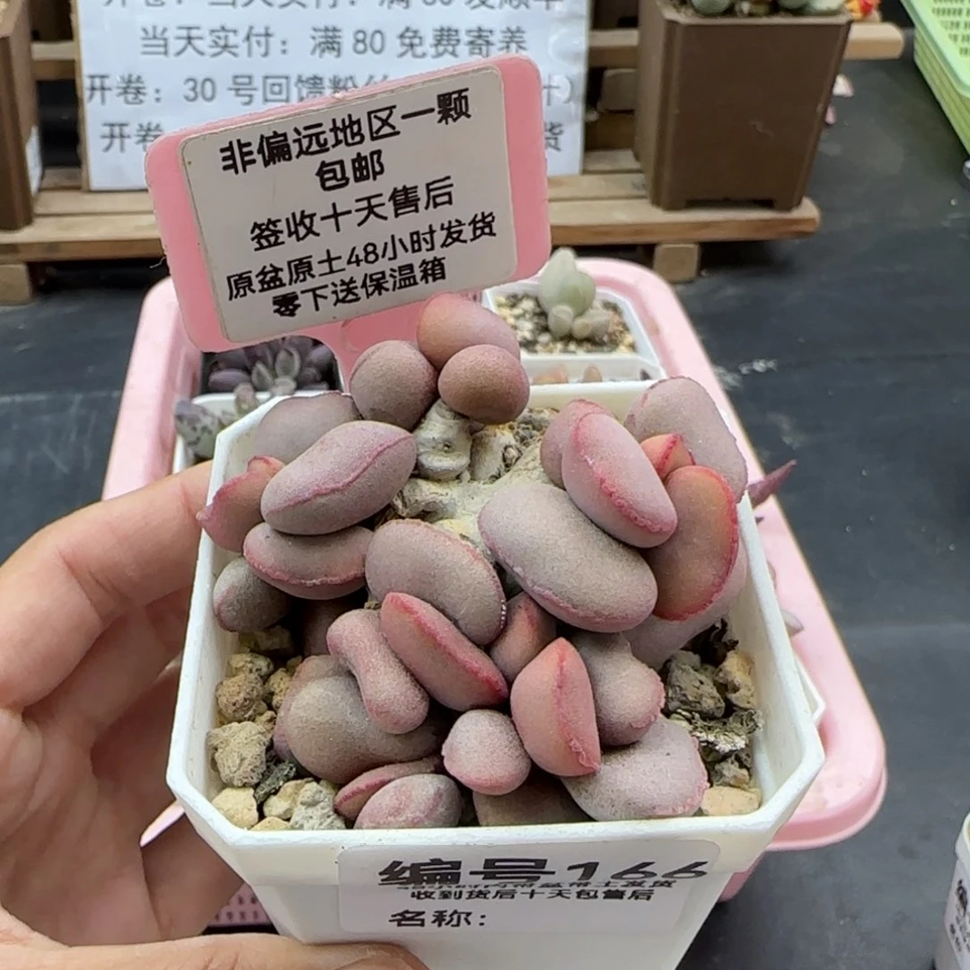 166白肌红蛋多肉