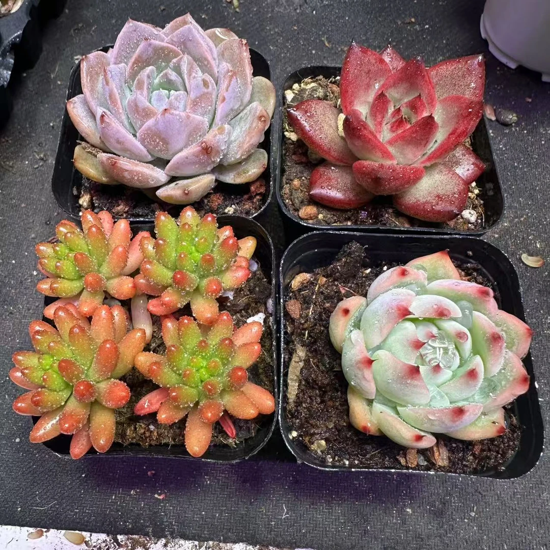 四盆精品福利如图【满18发货】