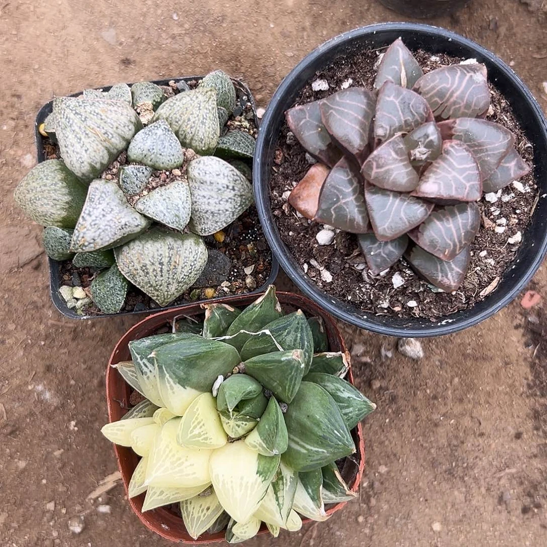 多肉植物三颗玉露