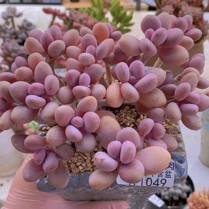 糖果桃蛋老桩13cm1049多肉植物