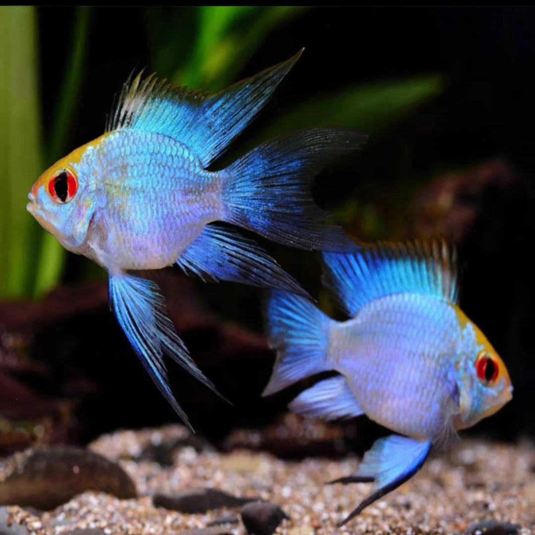 小型热带观赏鱼 阿凡达 活体短鲷淡水鱼 草缸混养