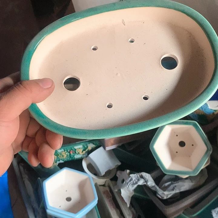 紫砂我要不明天要