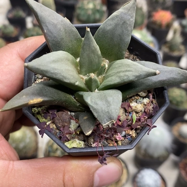 大号岩牡丹特价福利