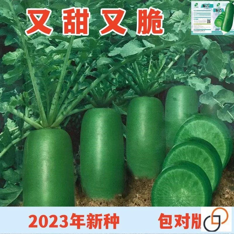 （全店满5包包邮）冰糖心水果萝卜种子四季正宗沙窝青皮水果萝卜