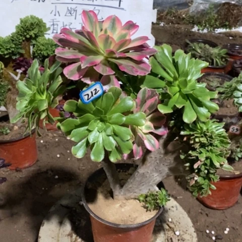 原始绿缀嫁接法师一物一拍