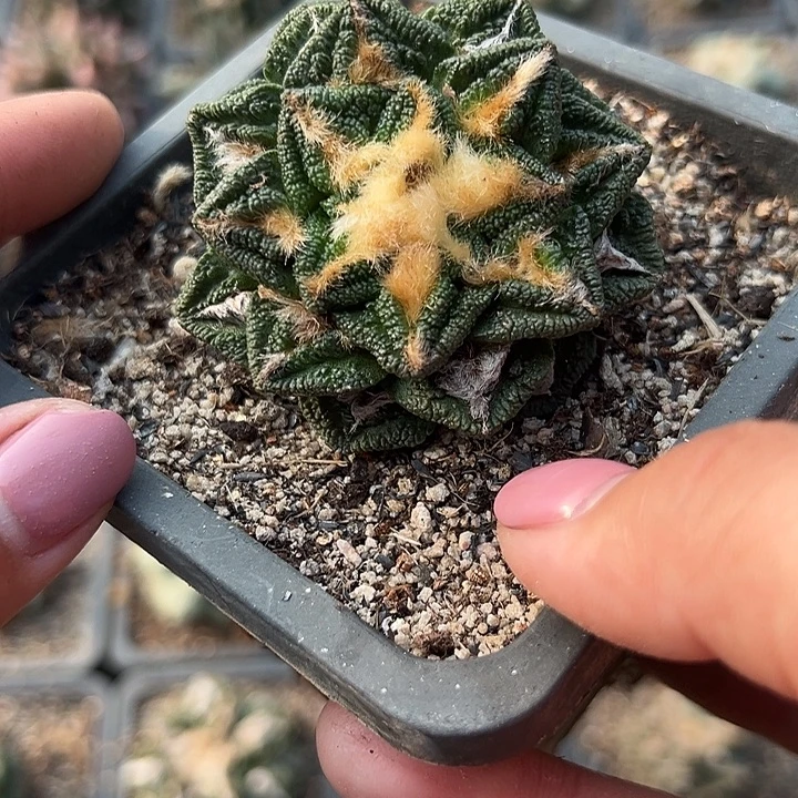 仁***水辛顿牡丹，带盆发货