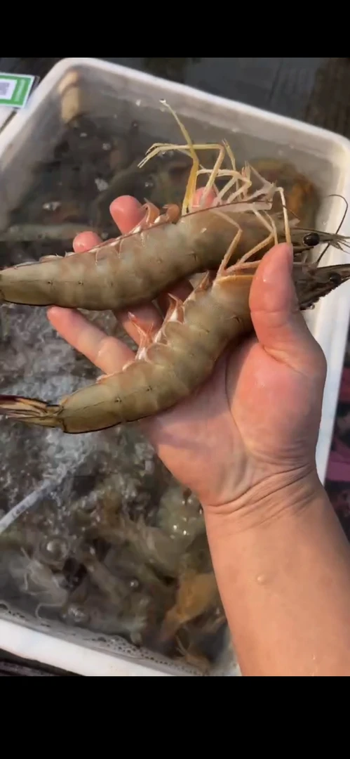北海青背大明虾只只带膏