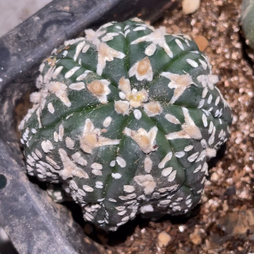 全部花朵自根 V子 海星兜