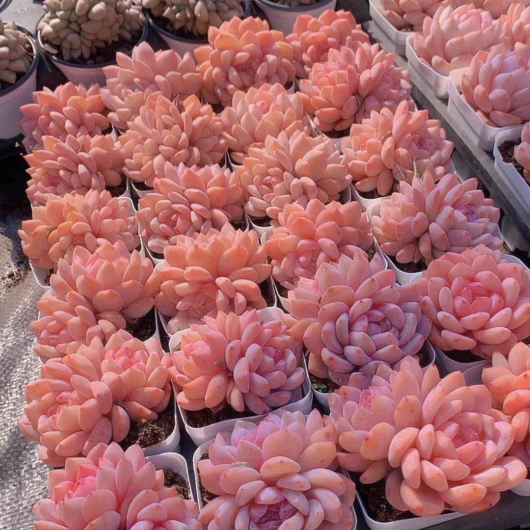 双头状态天使橙64646464649464