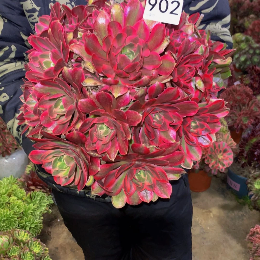 阿*法师多肉植物902