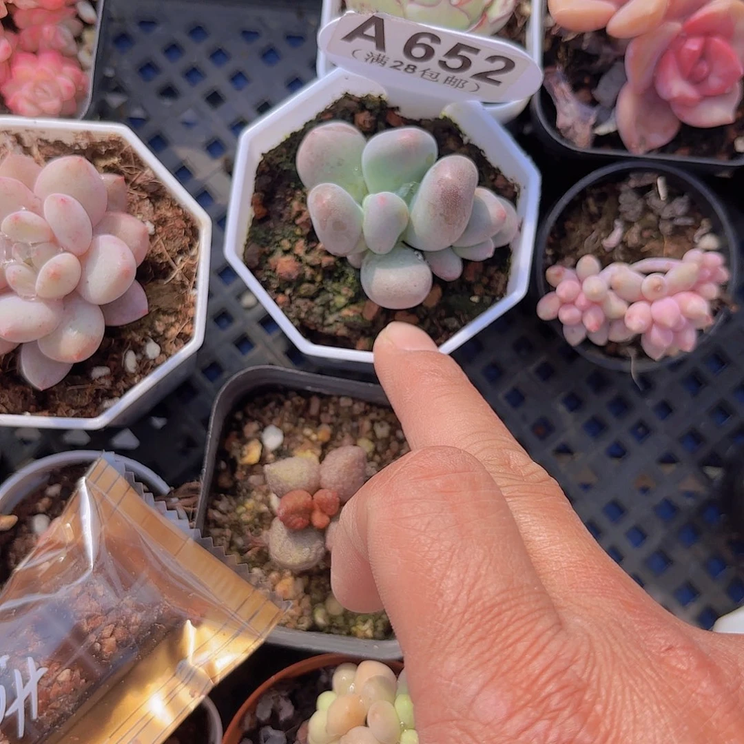 A652Mike奶一物一拍