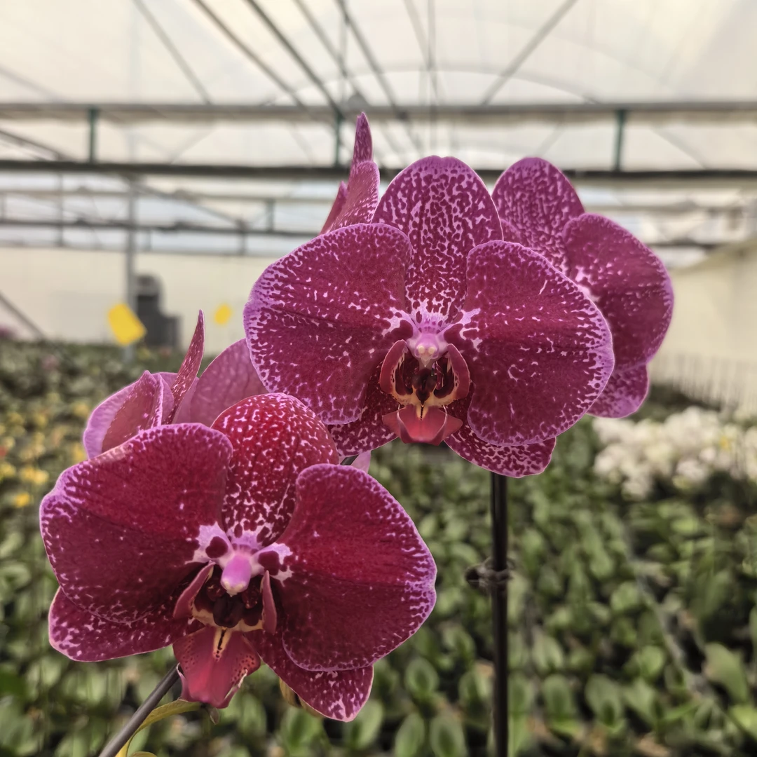 【秀新甄选】蝴蝶兰【夜光兰出梗苗】3.5寸无花无苞 带梗发货