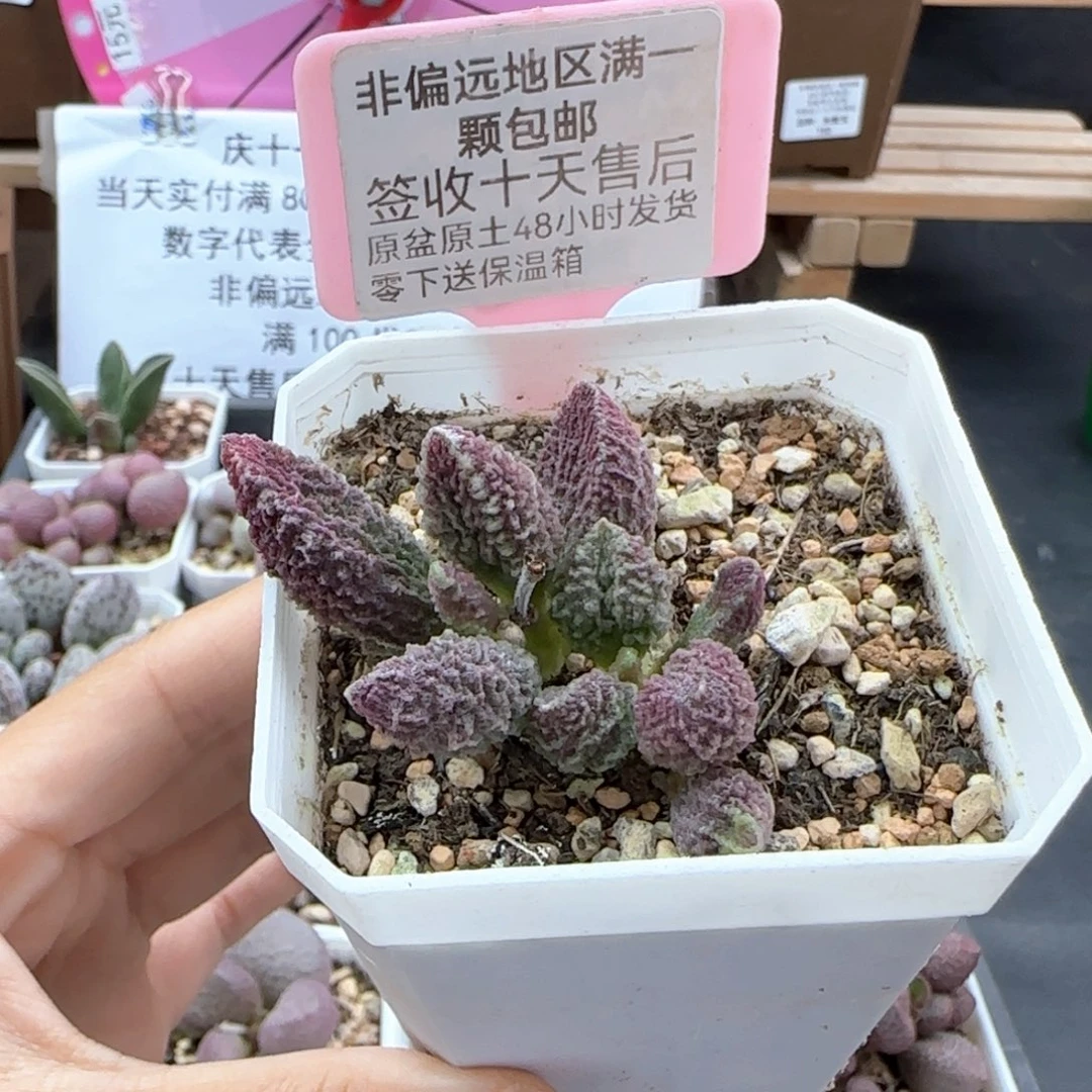 741苍龙多肉植物