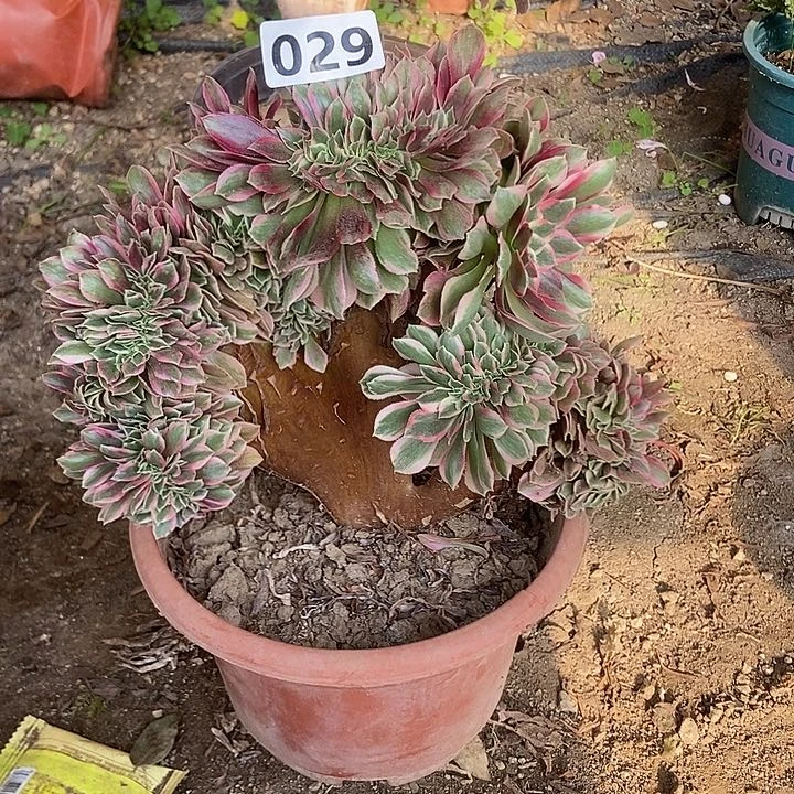 029粉女妖缀化特价