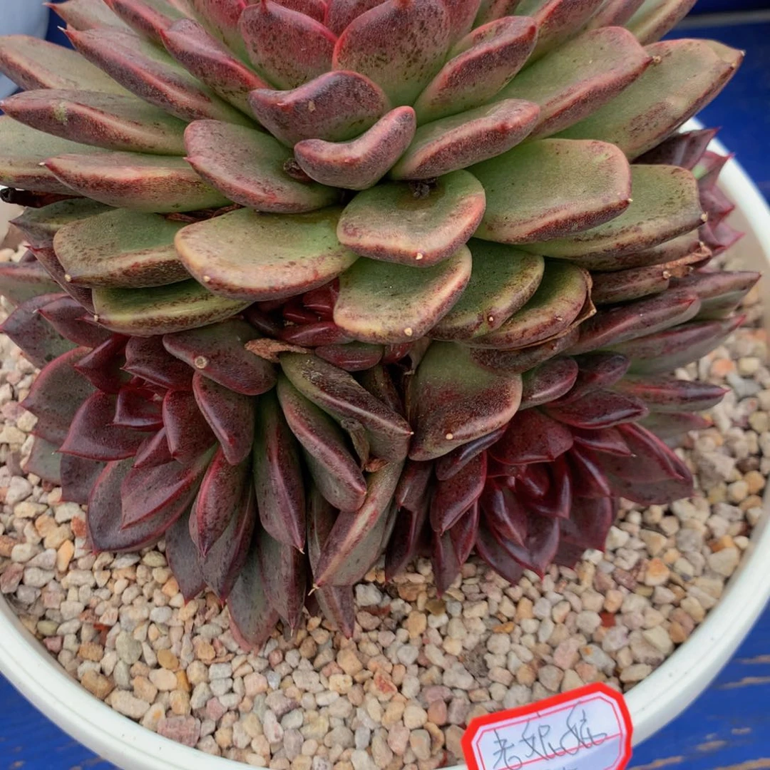 多****杂交111121个22