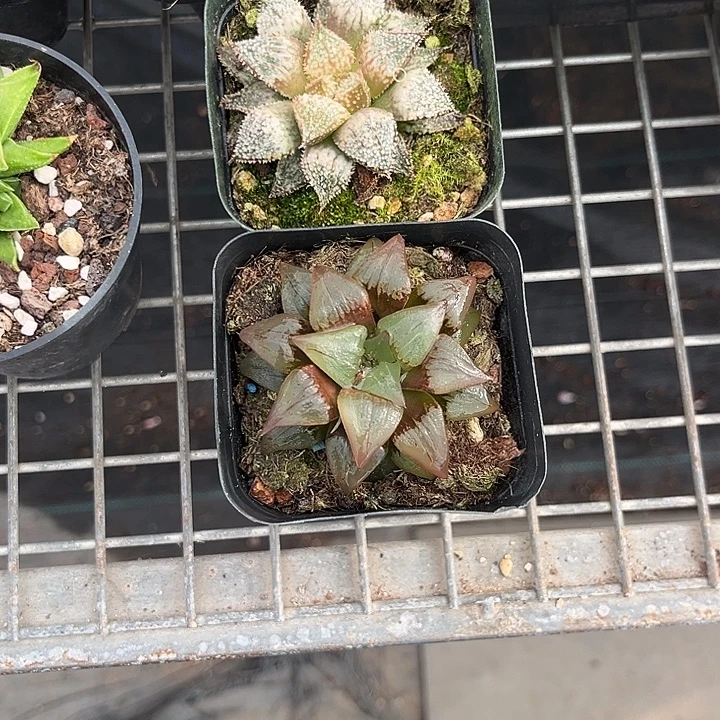 嘯***鷹我也不知道我为什么要这样