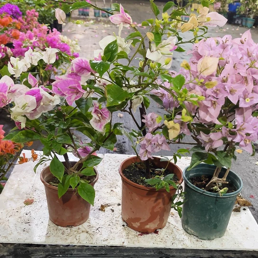 大部分花苞少量开放章红英，阿达喜悦，苹果花