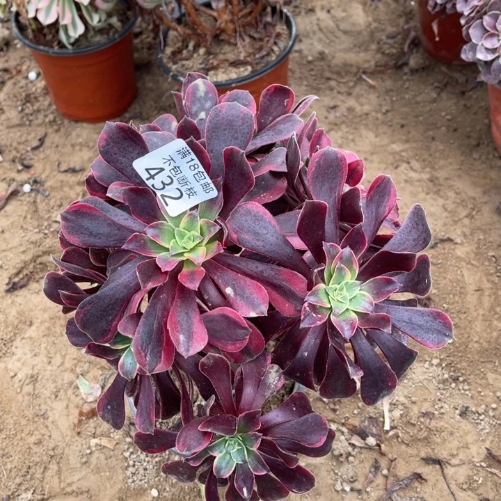 432金丝雀绣球1号棚