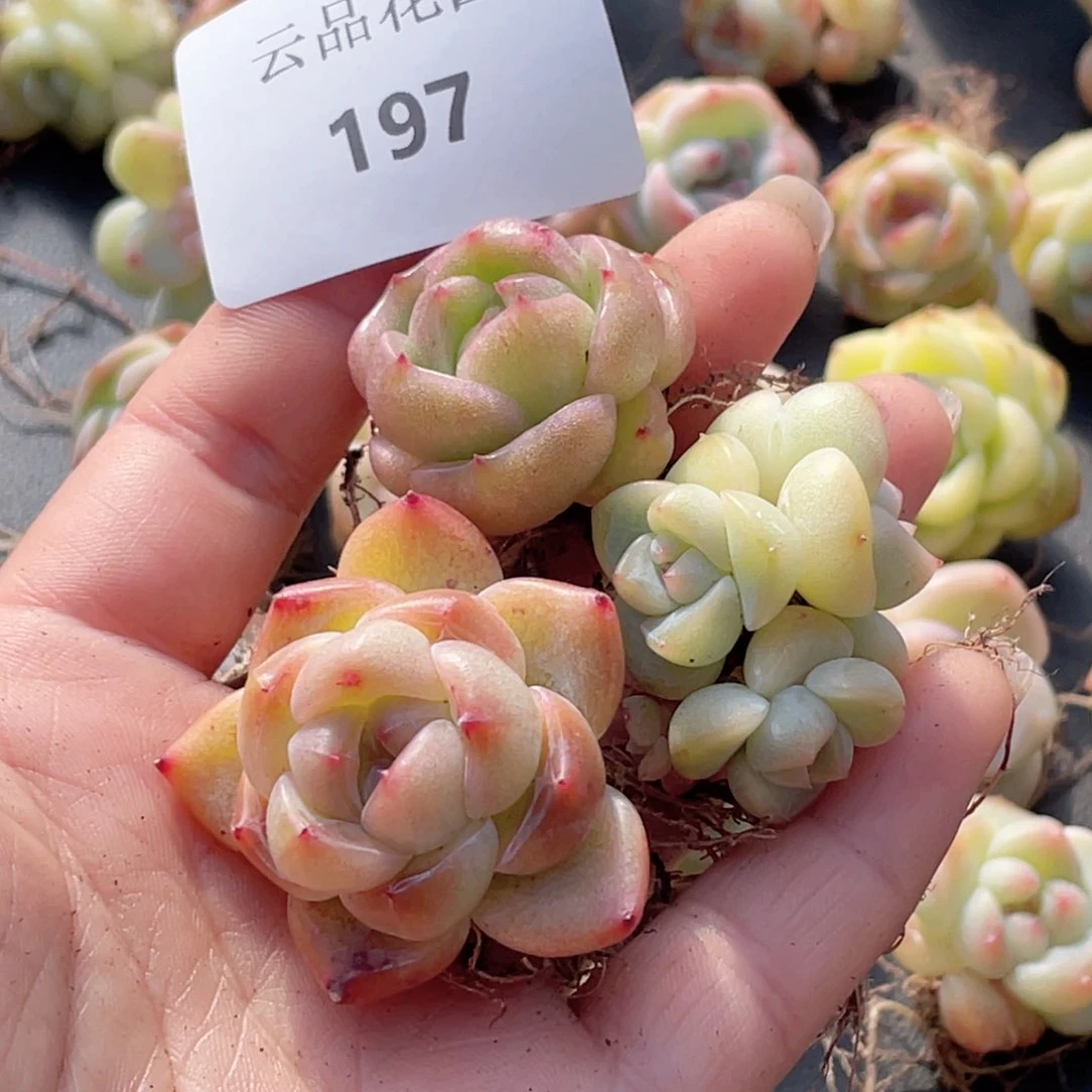 ?****…197号糖心冰心珍妮3