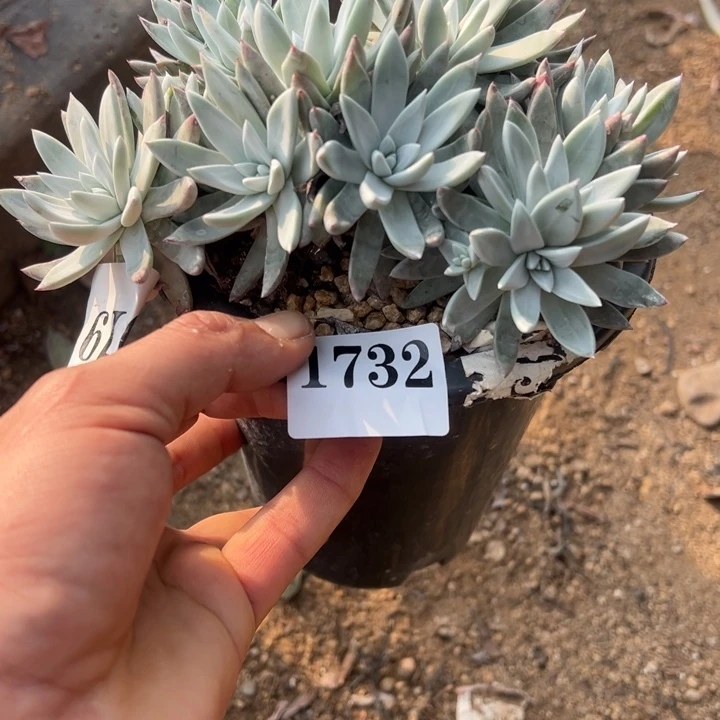 732号白菊杂多肉植物老庄