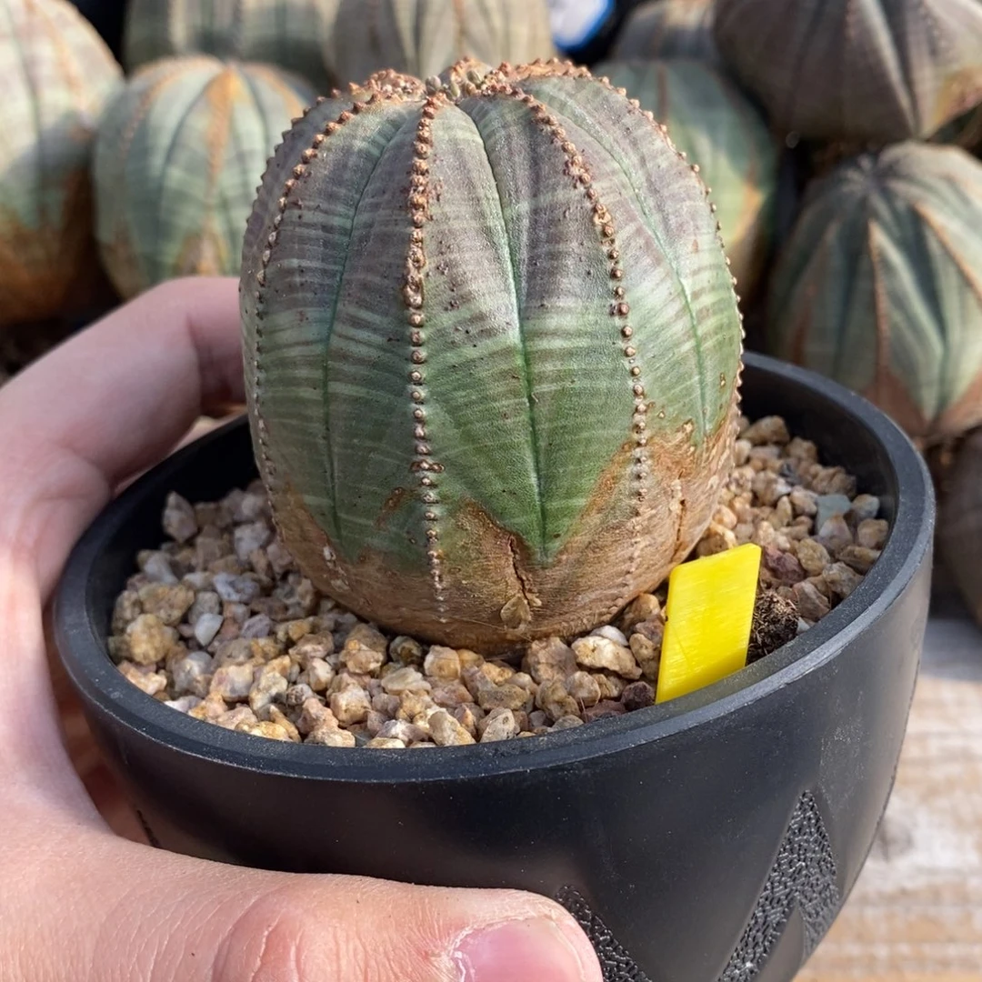 33 欧系实生布纹球多肉植物