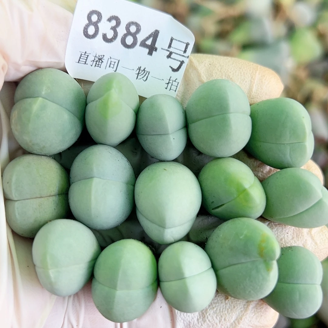 8384 好养易活生石花大母本15个