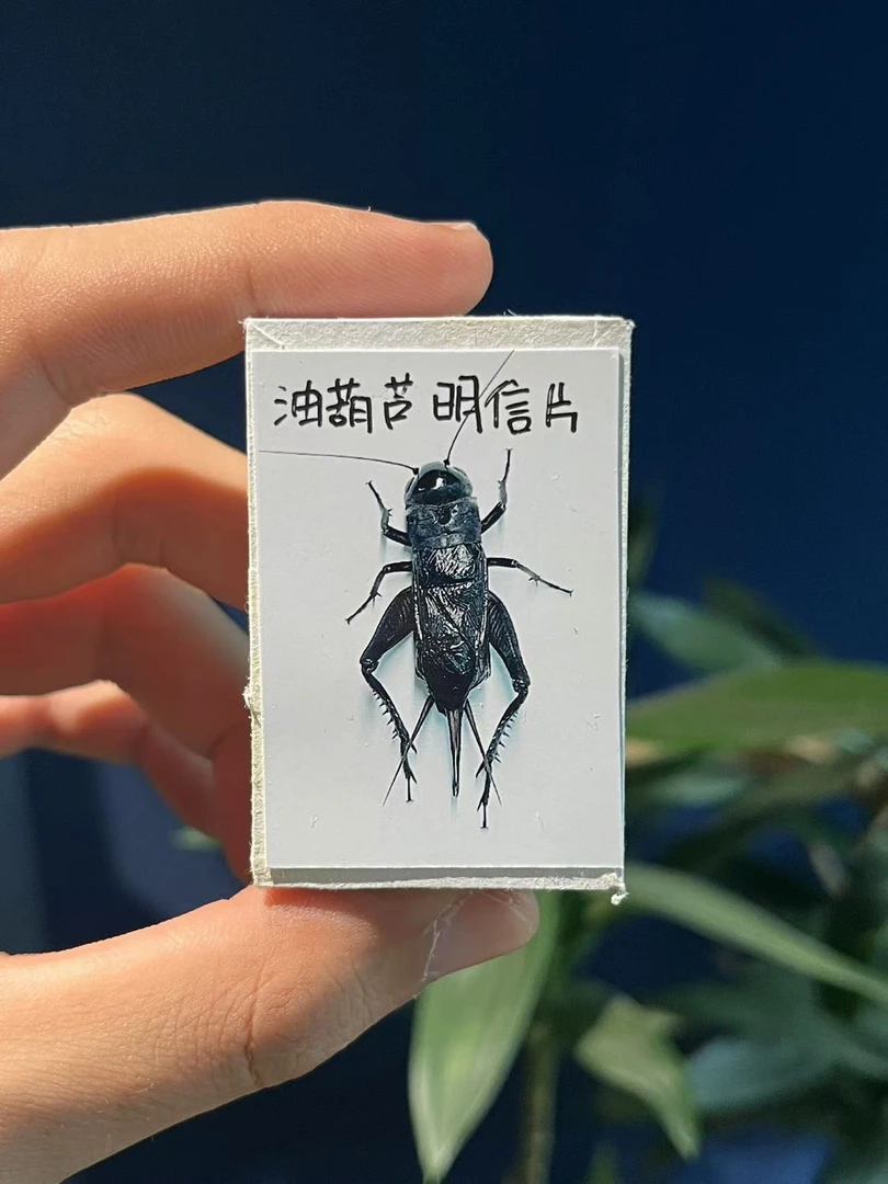 TIGER·黑虫套餐三只