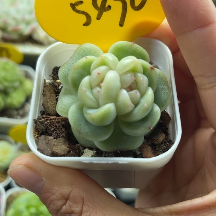 新品珍妮双头5490