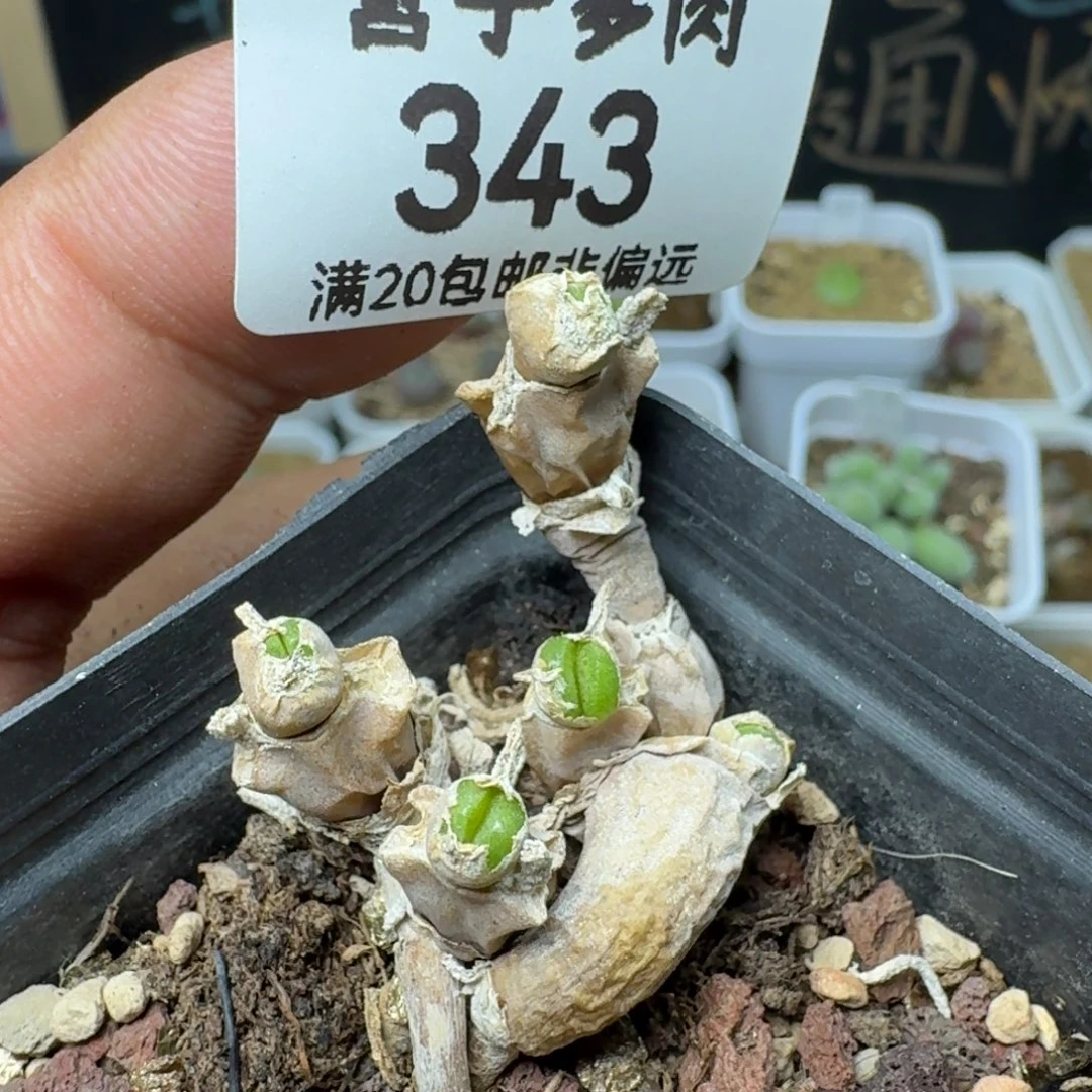 带盆土