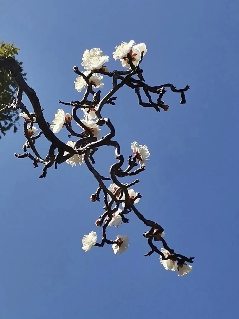 原生龙游梅花老桩南北方市内室外盆栽地栽均可种植