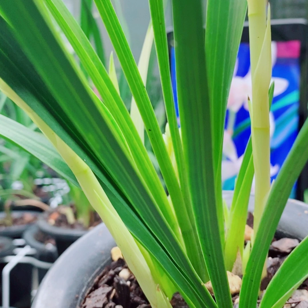 大部分花苞少量开放