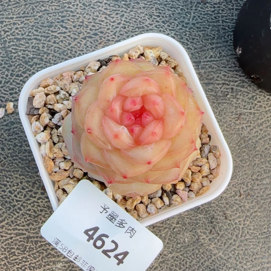 水*烟萤火虫，4624多肉植物