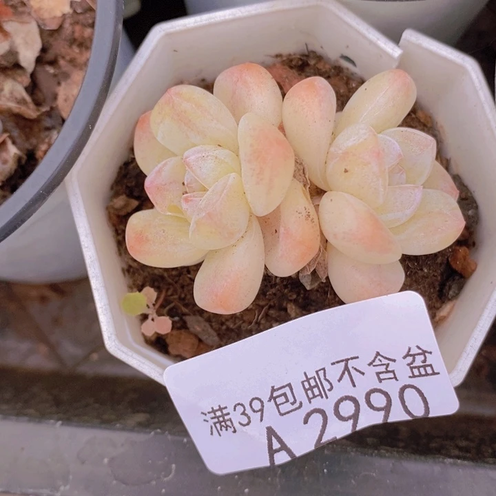冰玉不包整5cm2990多肉植物