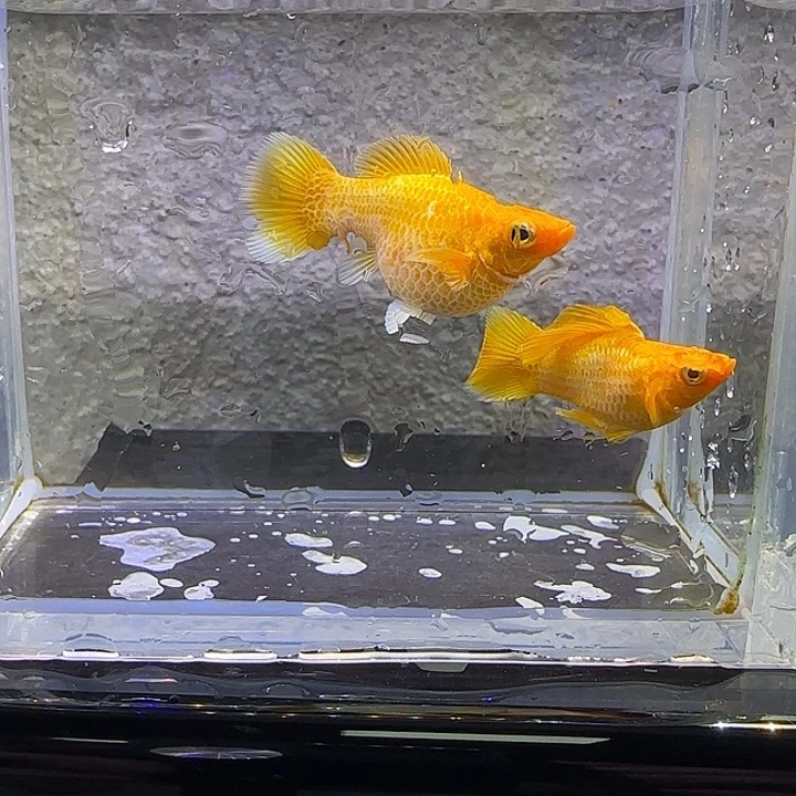 孔雀鱼高帆黄金。2号