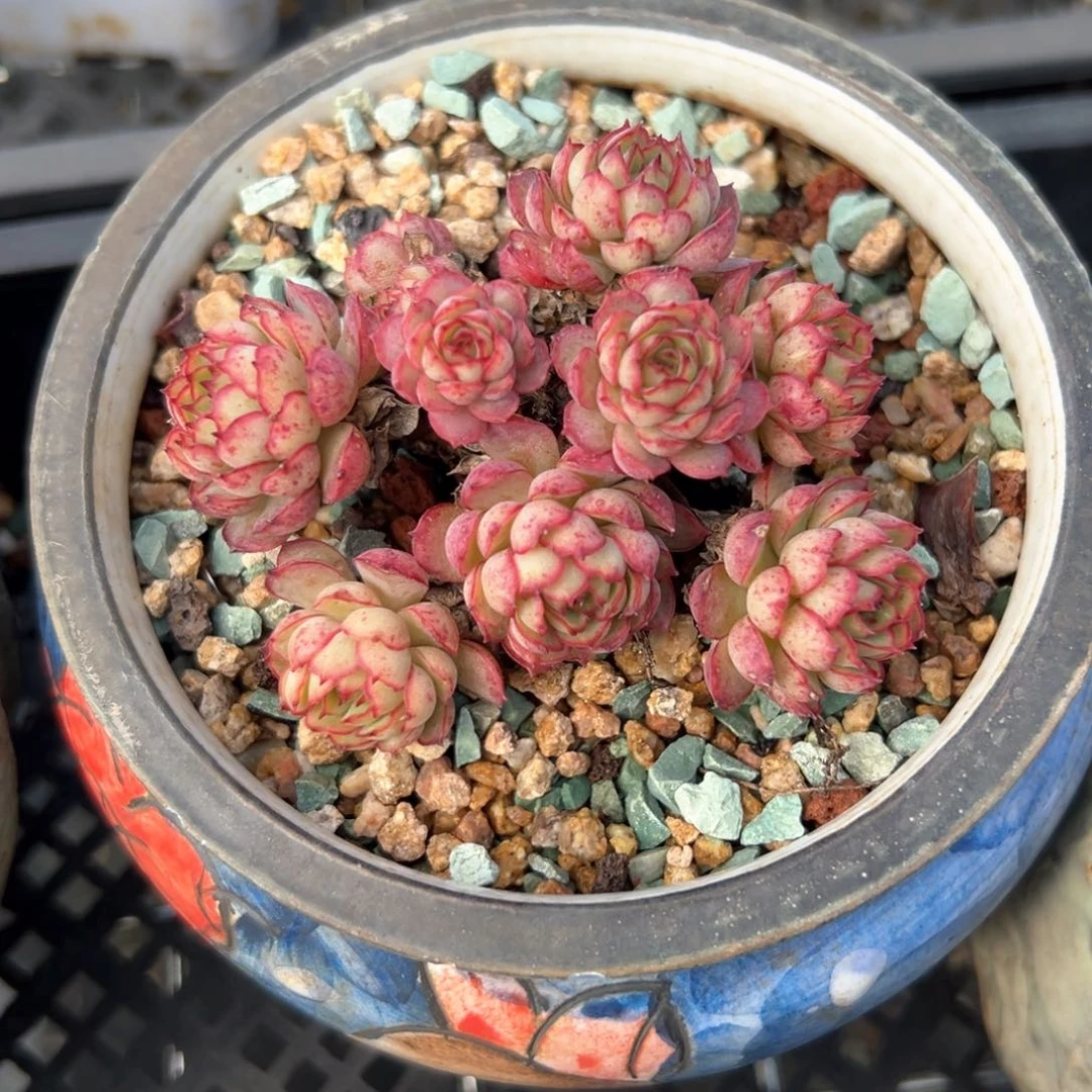 梦幻玫瑰群（满38包邮）多肉