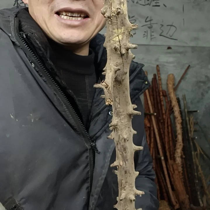 稳定木原**你贵州檬子木   铁马鞭   根艺  半成品