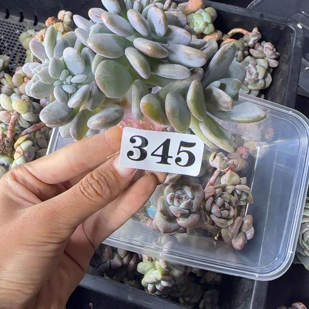 粉兔缀化一物一拍345