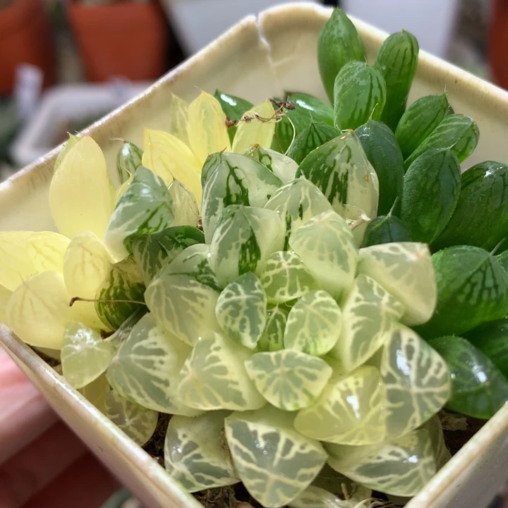 糊斑苏州玉露锦带盆土