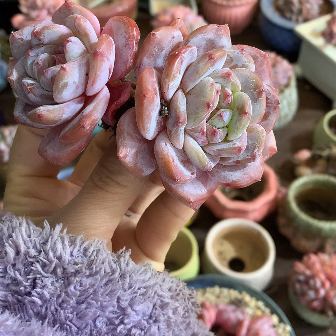 哈哈哈哈哈哈哈石榴籽