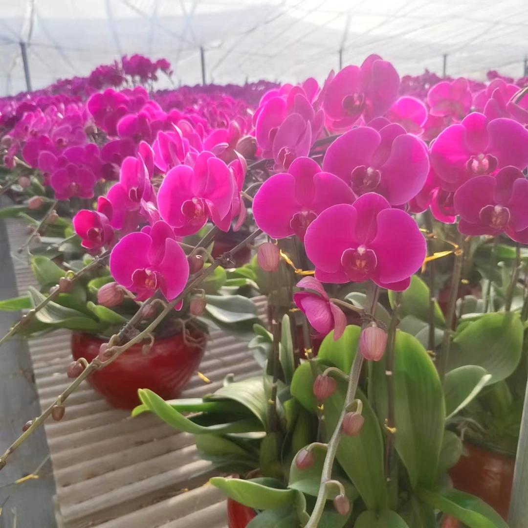 【大辣椒3.0寸杯】梦语蝴蝶兰经典品种耐养（叶片开裂属正常）