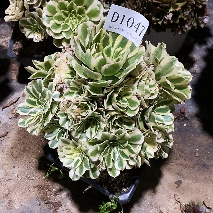 1047迈巴赫多肉断侧枝不包