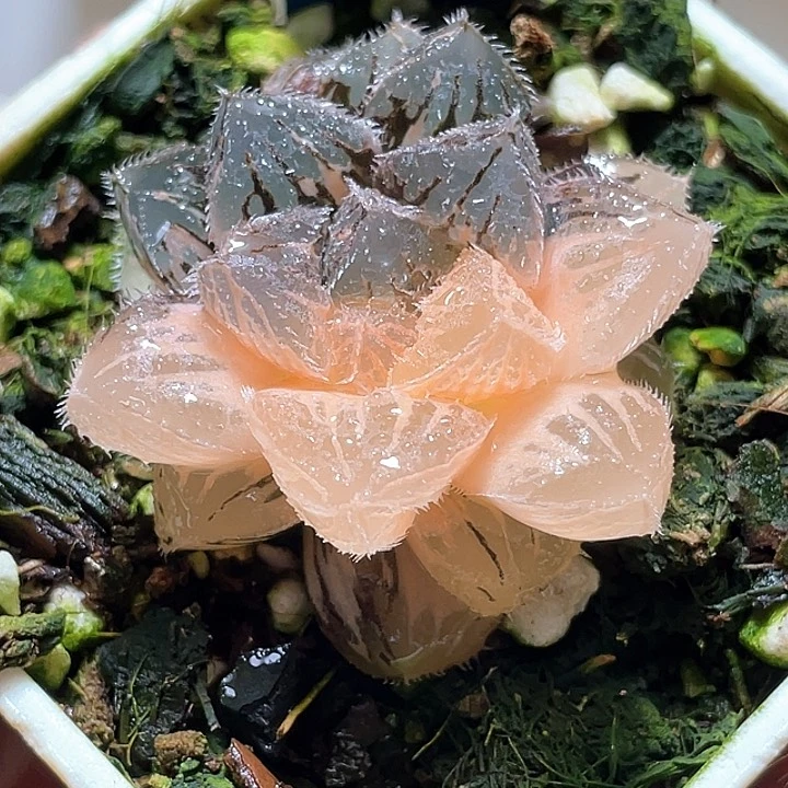 587粉黛锦一物一拍