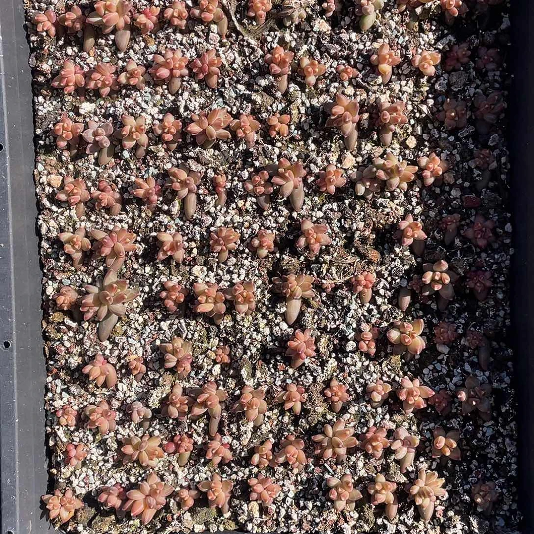 梵高小苗保底100颗脱土发