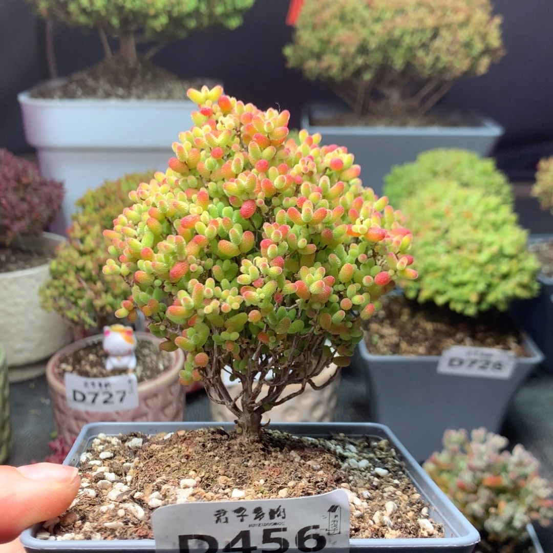 456蜜橘糖球