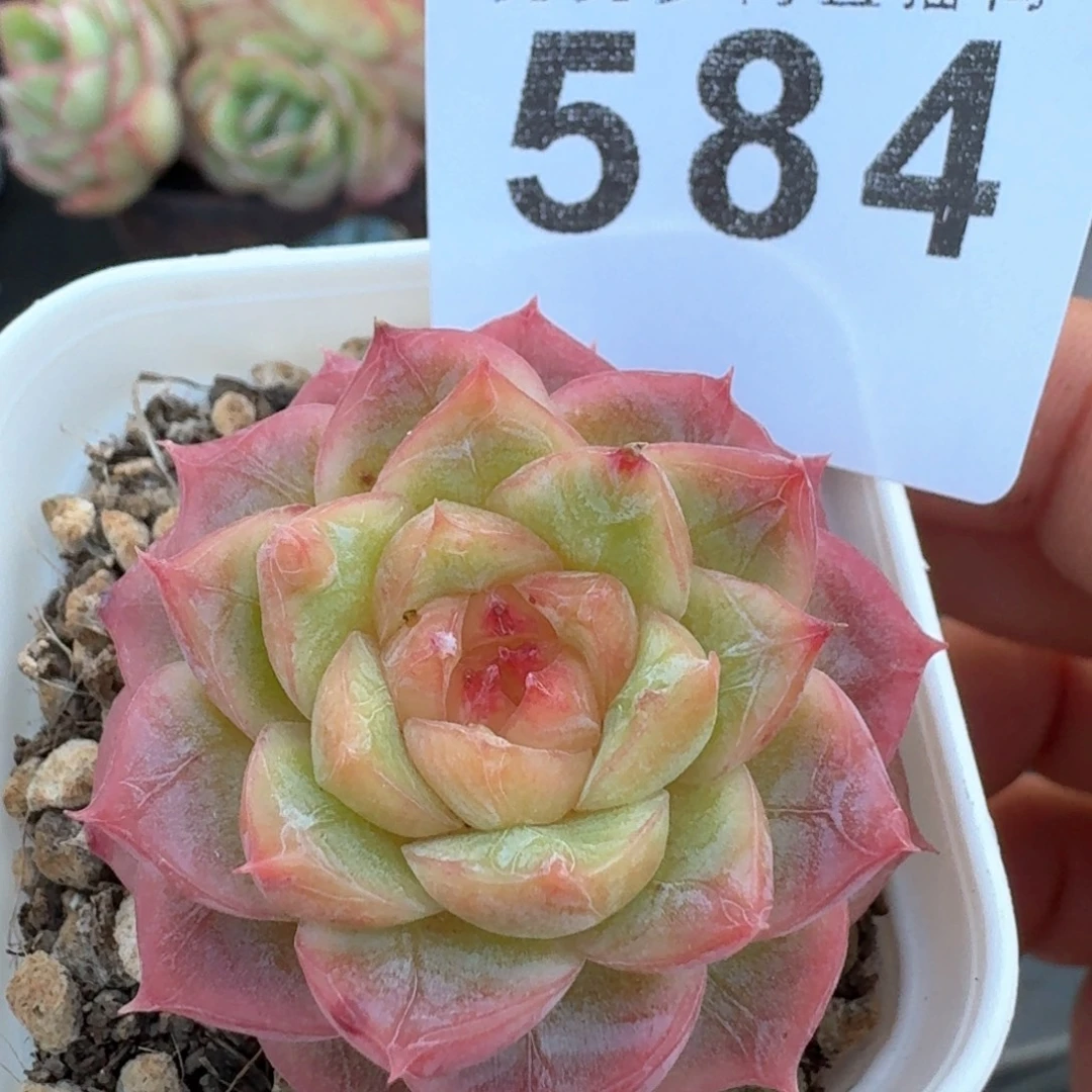 粉蜜            多肉植物
